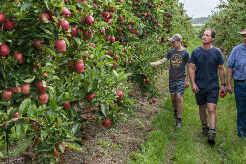 Fruit Picking Jobs in Australia 2026