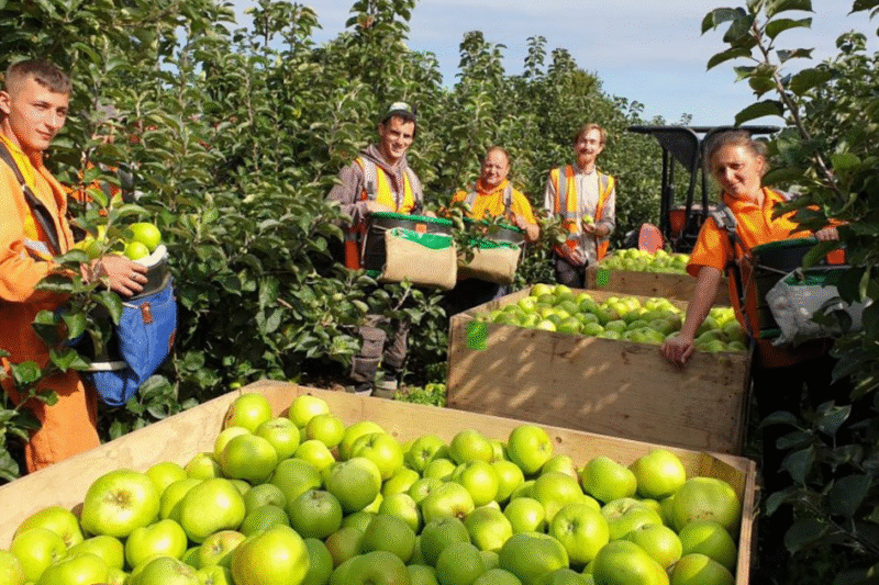 Fruit Picking Jobs in Canada 2025