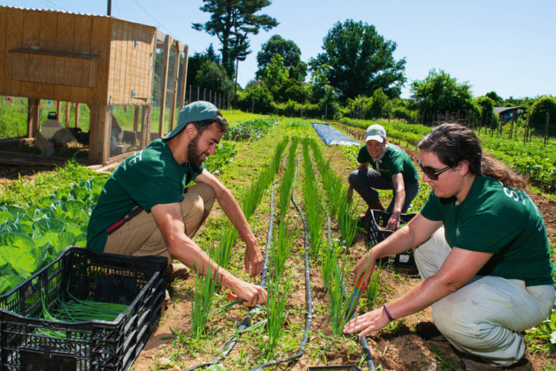 Farm Jobs in New Zealand 2025