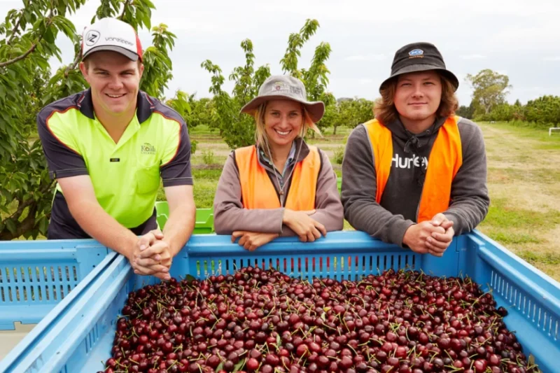 Cherry Picking Jobs in Australia 2026