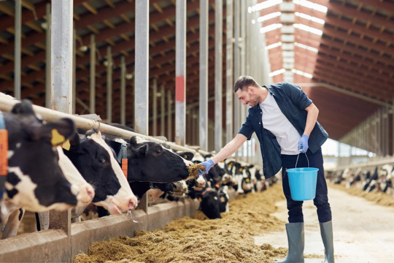 Cow Farm Worker Jobs in New Zealand