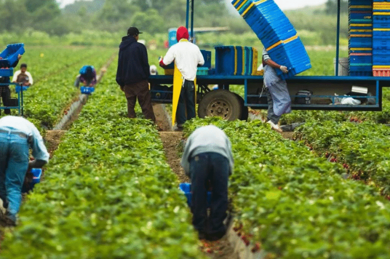 Farm Worker Jobs in Canada 2026: Apply Now