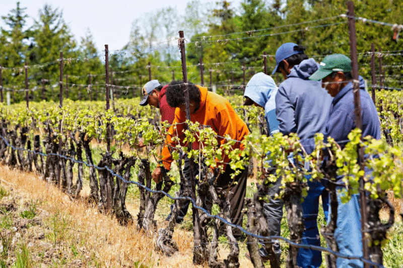 Fruit and Vegetable Picker Jobs in Canada