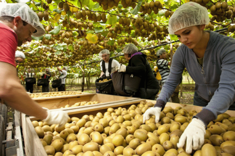 Kiwi Fruit Picking Jobs in New Zealand