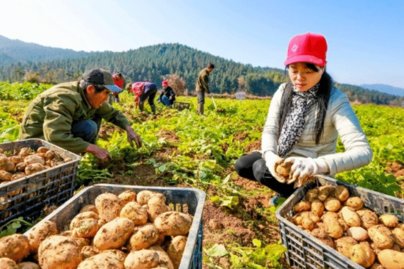 Potato Picking Jobs in Australia 