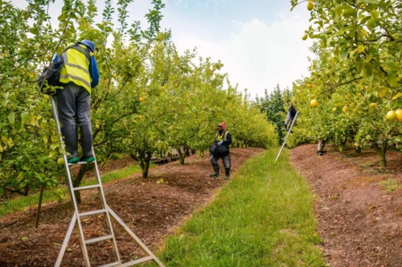 Seasonal Fruit Picker Jobs in New Zealand