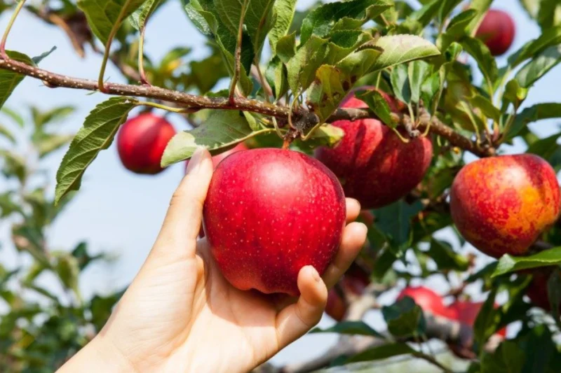 Seasonal Fruit Picking Jobs in Australia
